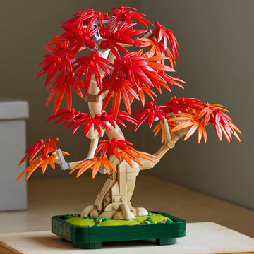 10348 - Japanese Red Maple Bonsai Tree